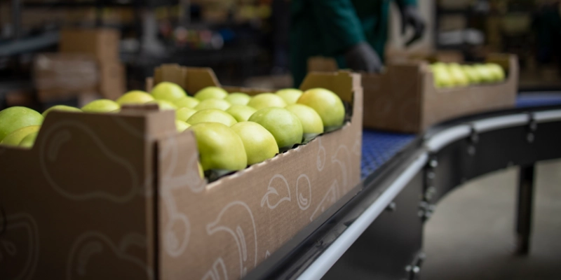 Cajas de manzanas en cinta transportadora de planta de envasado frutícola
