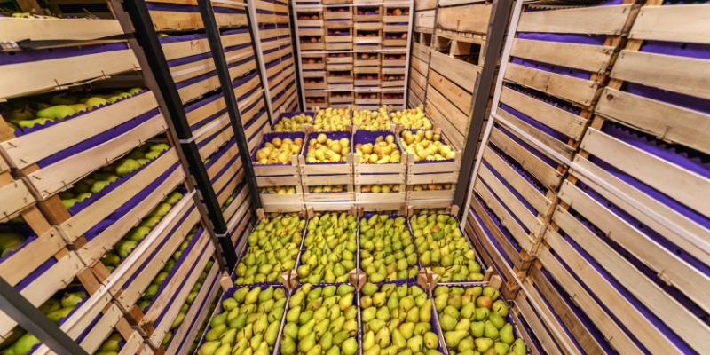 Cámara frigorífica hortofrutícola con cajas de peras y pavimento apto para frío