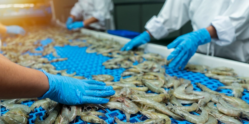 Operarios manipulando marisco en línea de producción pesquera con pavimento antideslizante